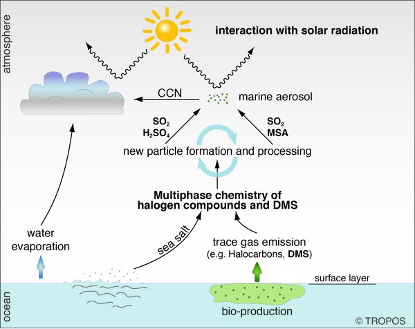 Most comprehensive study on the atmospheric oxidation of the natural climatic gas dimethyl sulfide published. Chart: Erik Hans Hoffmann , TROPOS