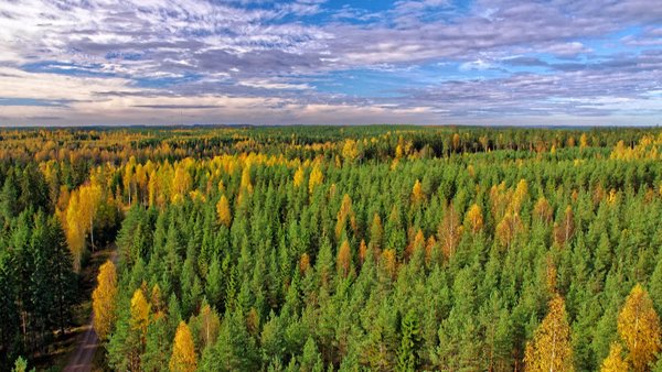 Boreale Wälder wie hier an der Messstation Hyytiäla in Finnland spielen eine wichtige Rolle für das Klima. Forschende der Universität Helsinki untersuchen diese Prozesse seit Jahren und gehören zu den weltweit für Experten. Foto: Juho Aalto