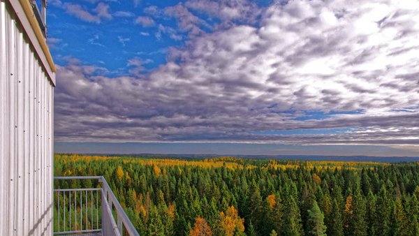 Boreale Wälder wie hier an der Messstation Hyytiäla in Finnland spielen eine wichtige Rolle für das Klima. Forschende der Universität Helsinki untersuchen diese Prozesse seit Jahren und gehören zu den weltweit für Experten auf diesem Gebiet. Foto: J